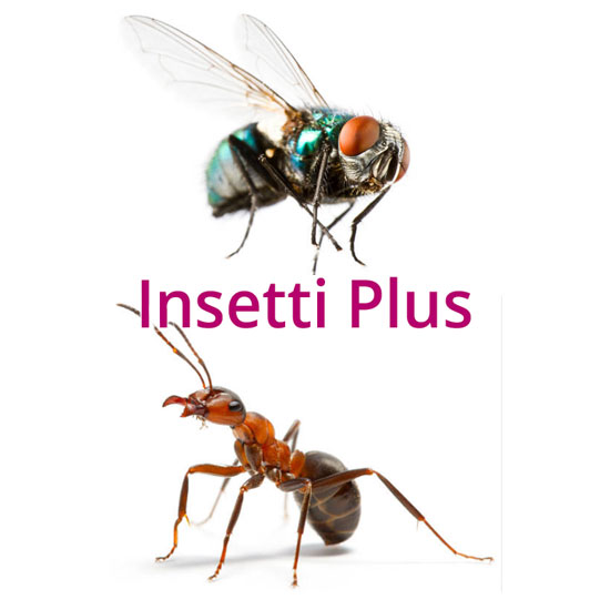 Riconosccere i principali insetti infestanti di interesse igienico-sanitario.
