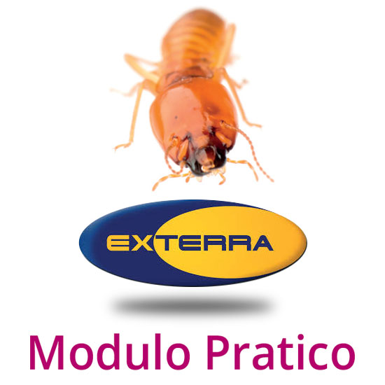 Gestione del metodo Exterra in campo per la lotta alle termiti.