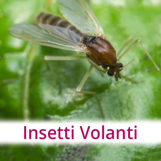Riconosccere i principali insetti volanti di interesse igienico-sanitario.