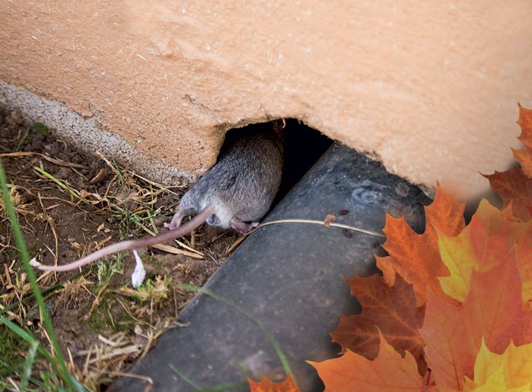 Autunno e topi, come comportarsi