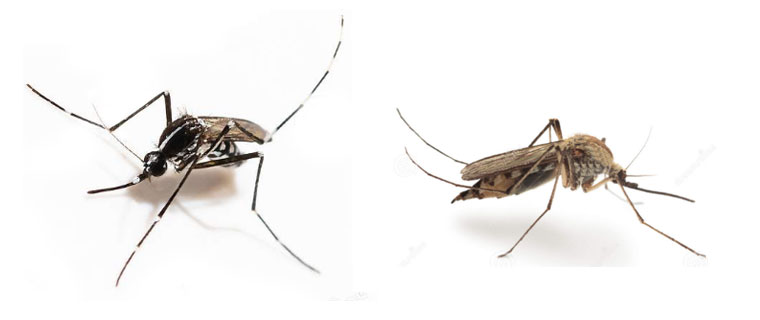 Aedes albopictus e Culex pipiens