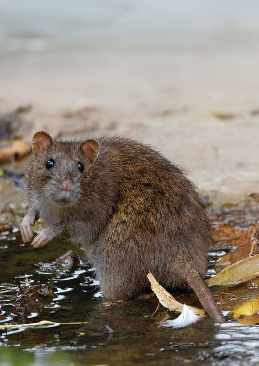 Ratto grigio